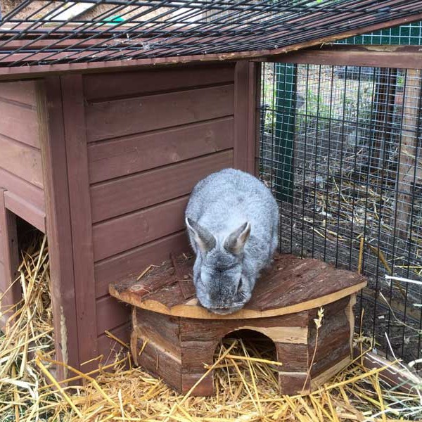 Kaninchenbock Toni / © 2015 Arche KaNaum (AE) Kaninchenbock Toni / © 2015 Arche KaNaum (AE)