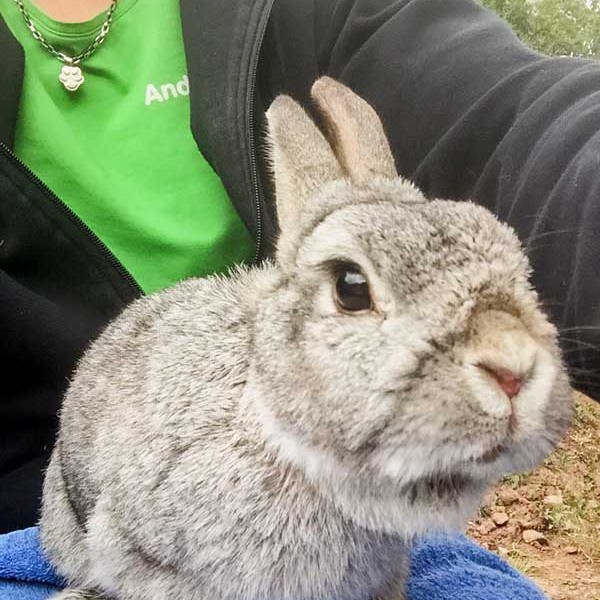 Kaninchenbock Toni / © 2015 Arche KaNaum (AE) Kaninchenbock Toni / © 2015 Arche KaNaum (AE)