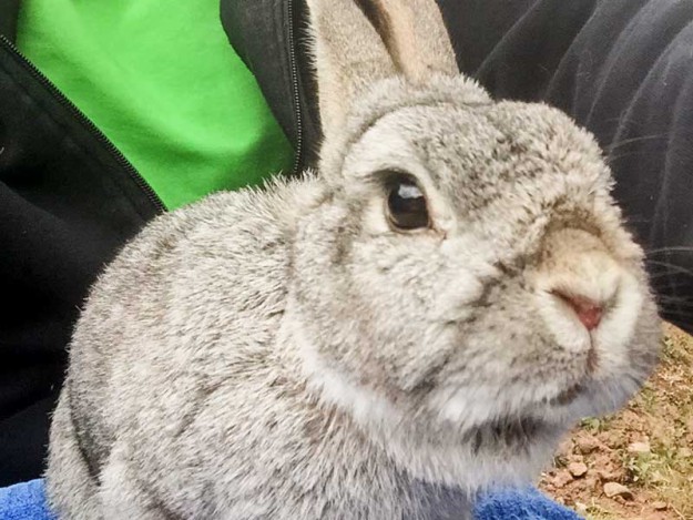 Kaninchenbock Toni / © 2015 Arche KaNaum (AE)