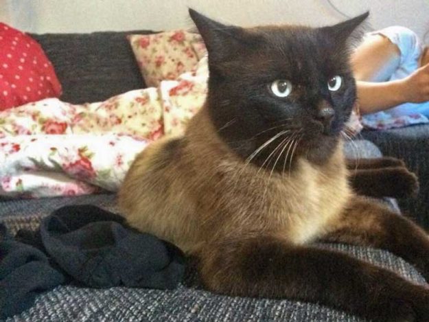 Fundkatze aus 34454 Bad Arolsen / © 2015 Privat