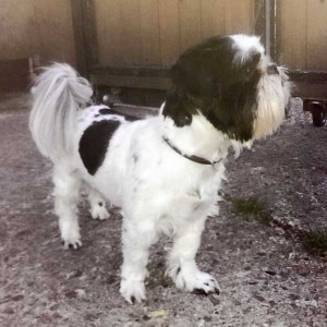 Fundhund aus Ossendorf  /  © 2015 Apollo Hundeschule und Pension Fundhund aus Ossendorf / © 2015 Apollo Hundeschule und Pension