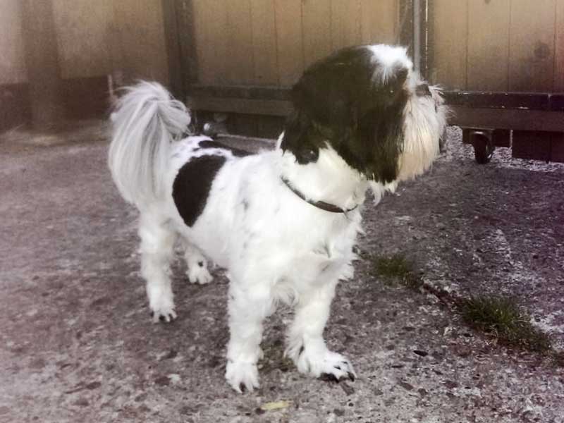 Fundhund aus Ossendorf / © 2015 Apollo Hundeschule und Pension