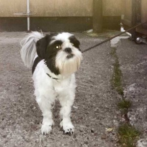 Fundhund aus Ossendorf  /  © 2015 Apollo Hundeschule und Pension Fundhund aus Ossendorf  /  © 2015 Apollo Hundeschule und Pension