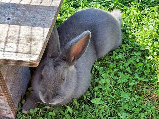 Fundkaninchen aus 34471 Volkmarsen / © 2015 Privat
