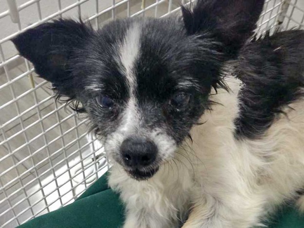 Der kleine in Ehlen angefahrene Hund / © 2015 Privat