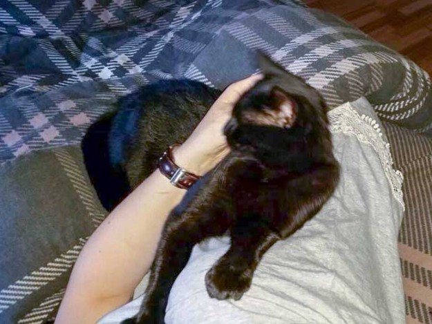 Kater Diego im neuen Zuhause / © 2015 Privat