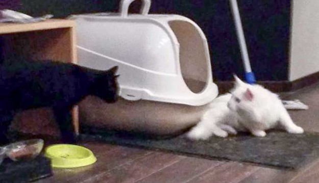 Kater Diego (l.) mit seinem neuen Kumpel / © 2015 Privat