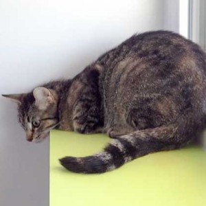 Katzenmama Larissa / © 2015 Arche KaNaum (DN)