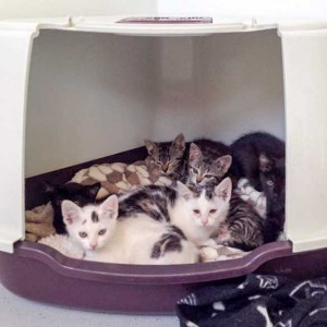 Larissas Babies, jeweils von Links: Grau-getigert: Emil, Knicki / Schwarz: Cleo, Maja / Weiß-grau: Miro, Muckel / © 2015 Arche KaNaum (DN)