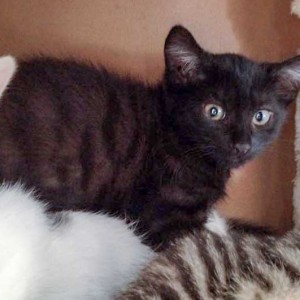 Kätzin Cleo / © 2015 Arche KaNaum (DN)