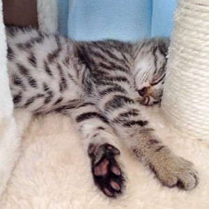 Kätzin Knicki / © 2015 Arche KaNaum (DN)