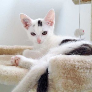 Katerchen Miro / © 2015 Arche KaNaum (DN)