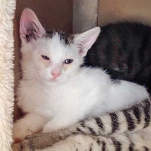 Katerchen Muckel / © 2015 Arche KaNaum (DN)