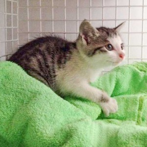 Katerchen Viehmarkt / © 2015 Arche KaNaum (DN) Katerchen Viehmarkt / © 2015 Arche KaNaum (DN)