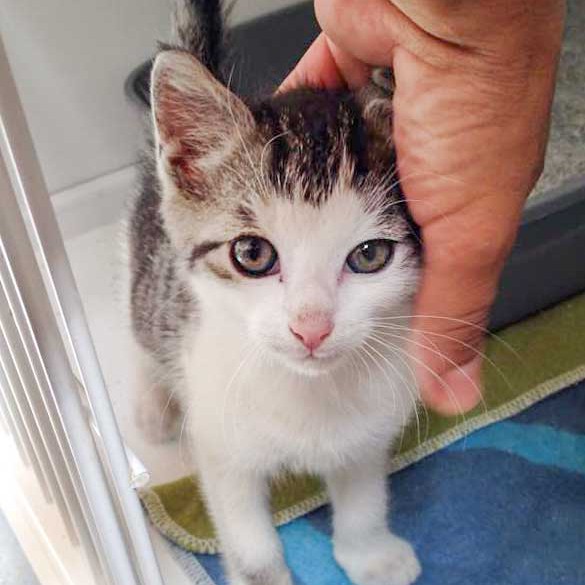 Katerchen Viehmarkt / © 2015 Arche KaNaum (DN)