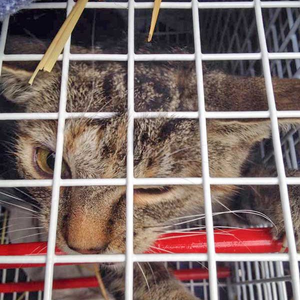 Kastrations-Aktion am 11. Aug. '15 in Rhoden / © 2015 Arche KaNaum (DN)