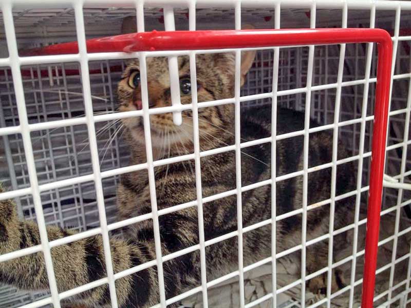 Kastrations-Aktion am 11. Aug. '15 in Rhoden / © 2015 Arche KaNaum (DN)