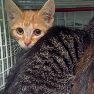 Kastrations-Aktion am 11. Aug. '15 in Rhoden / © 2015 Arche KaNaum (DN)