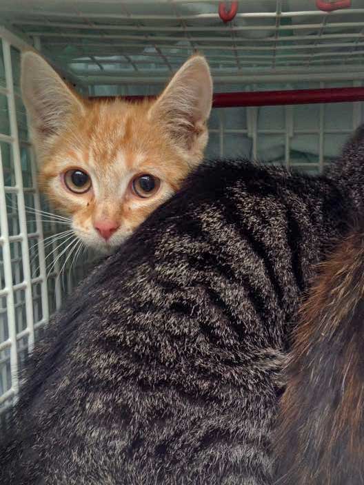 Kastrations-Aktion am 11. Aug. '15 in Rhoden / © 2015 Arche KaNaum (DN)