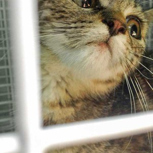 Kastrations-Aktion am 11. Aug. '15 in Rhoden / © 2015 Arche KaNaum (DN)