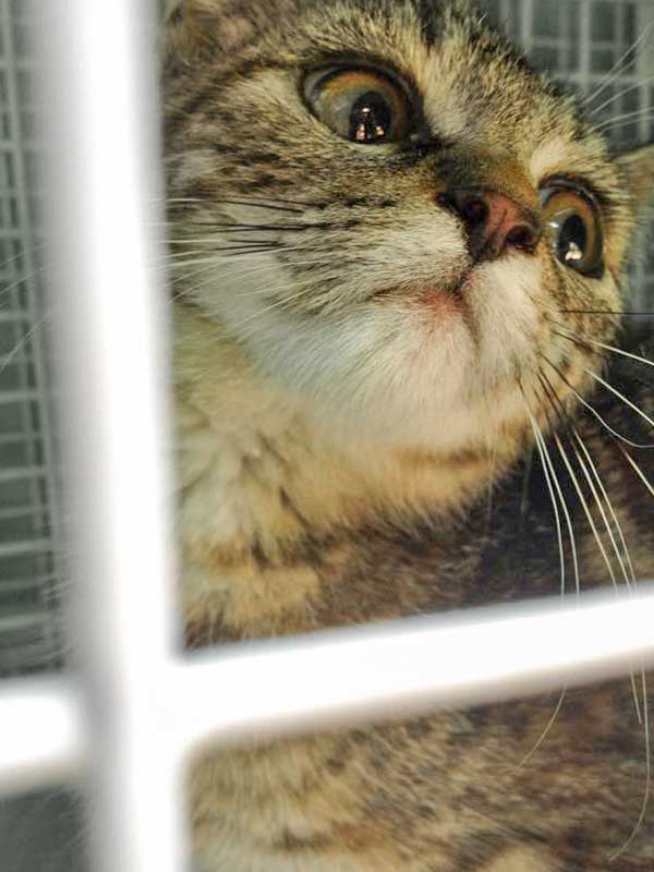 Kastrations-Aktion am 11. Aug. '15 in Rhoden / © 2015 Arche KaNaum (DN)