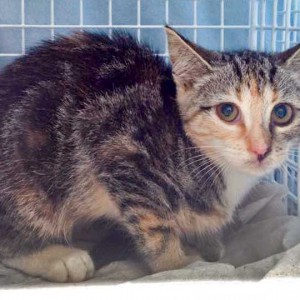 Kastrations-Aktion am 11. Aug. '15 in Rhoden / © 2015 Arche KaNaum (DN)