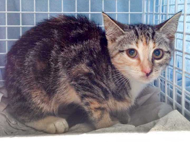 Kastrations-Aktion am 11. Aug. '15 in Rhoden / © 2015 Arche KaNaum (DN)