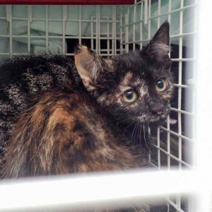 Kastrations-Aktion am 11. Aug. '15 in Rhoden / © 2015 Arche KaNaum (DN)