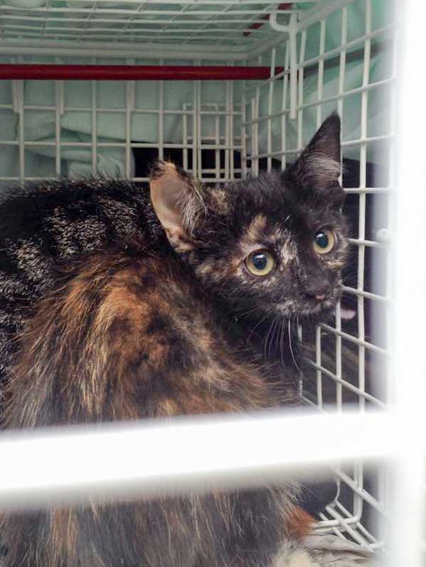 Kastrations-Aktion am 11. Aug. '15 in Rhoden / © 2015 Arche KaNaum (DN)