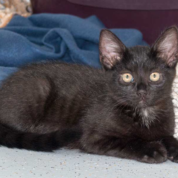 Kätzin Cleo / © 2015 Arche KaNaum (NH)