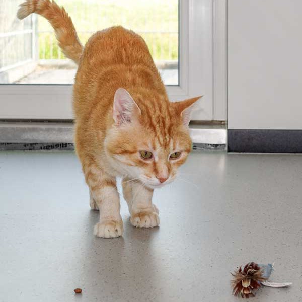 Kater Möhrchen  /  © 2015 Arche KaNaum (NH) Kater Möhrchen / © 2015 Arche KaNaum (NH)