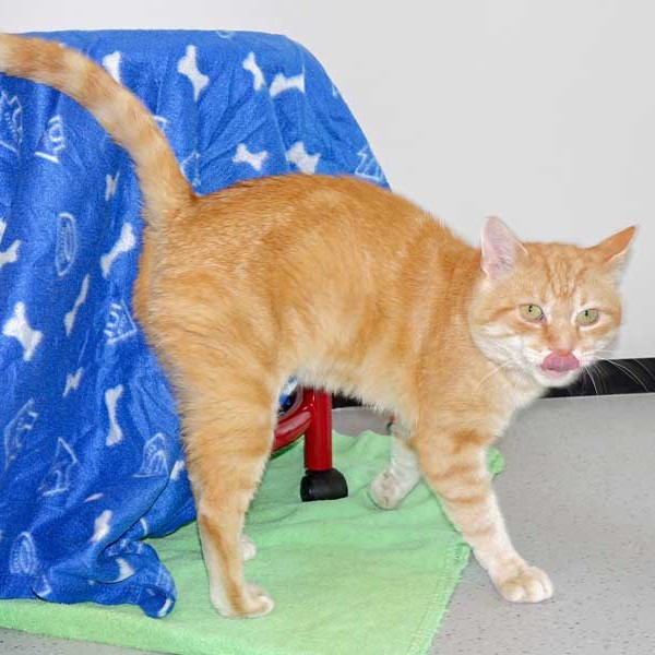 Kater Möhrchen  /  © 2015 Arche KaNaum (NH) Kater Möhrchen / © 2015 Arche KaNaum (NH)