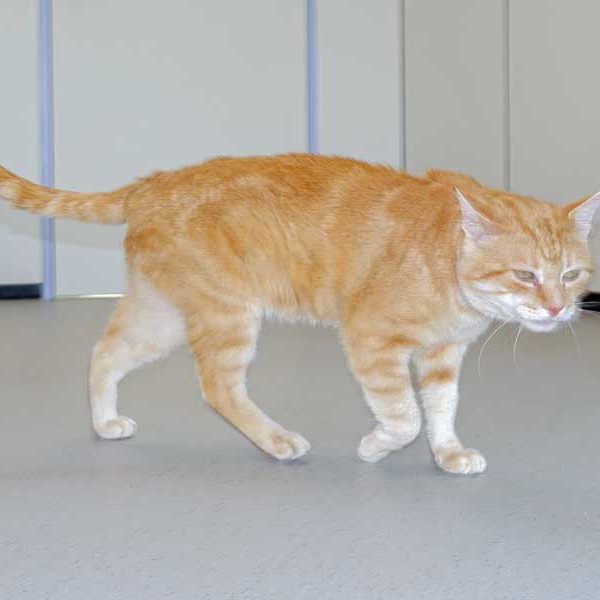 Kater Möhrchen  /  © 2015 Arche KaNaum (NH) Kater Möhrchen / © 2015 Arche KaNaum (NH)