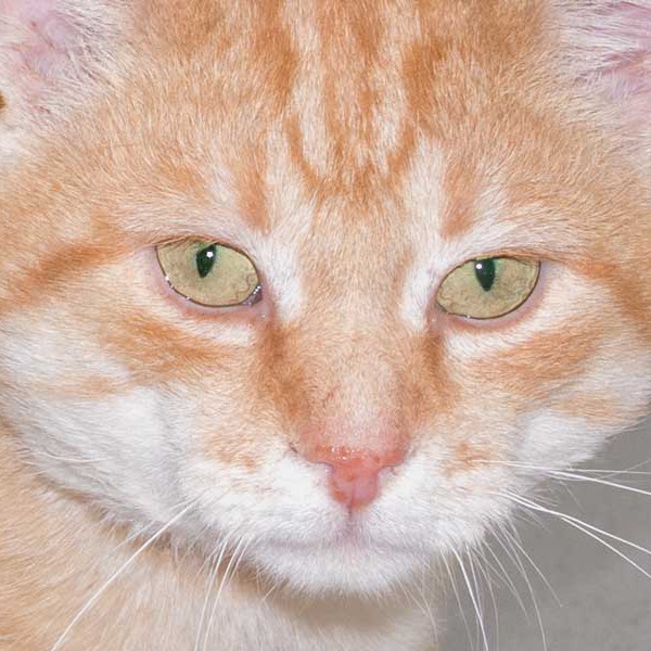 Kater Möhrchen  /  © 2015 Arche KaNaum (NH) Kater Möhrchen / © 2015 Arche KaNaum (NH)