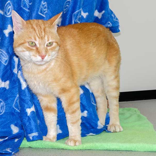 Kater Möhrchen  /  © 2015 Arche KaNaum (NH) Kater Möhrchen / © 2015 Arche KaNaum (NH)