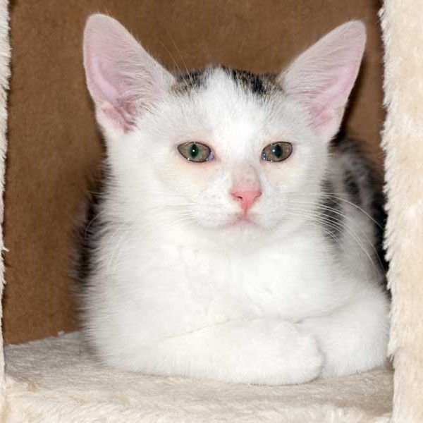 Katerchen Muckel / © 2015 Arche KaNaum (NH)