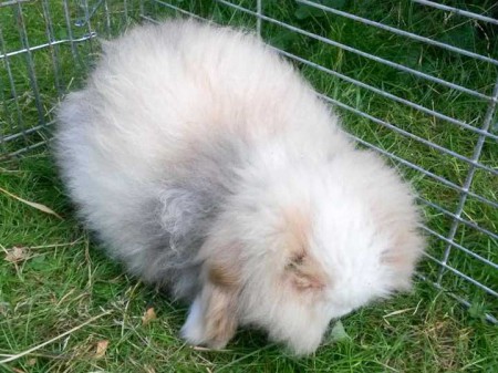 Fundkaninchen aus Bad Arolsen / © 2015 Privat