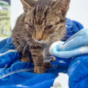 Kätzin Tigerlilly nach der Erstversorgung / © 2015 Arche KaNaum (DN)