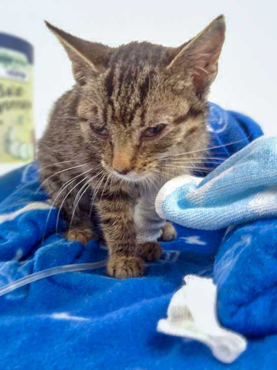 Kätzin Tigerlilly nach der Erstversorgung / © 2015 Arche KaNaum (DN)