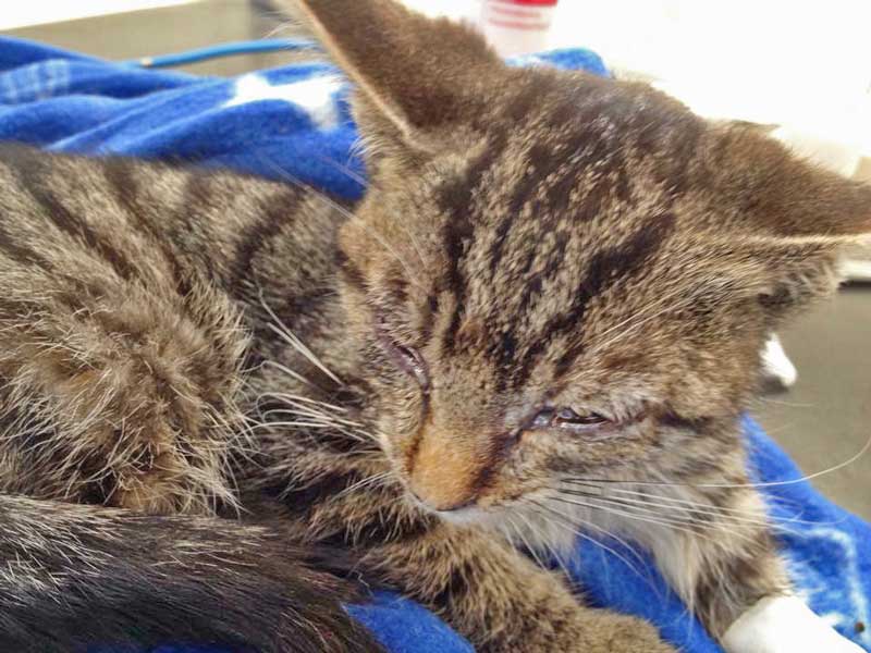 Kätzin Tigerlilly - so kam sie zu uns / © 2015 Arche KaNaum (DN)