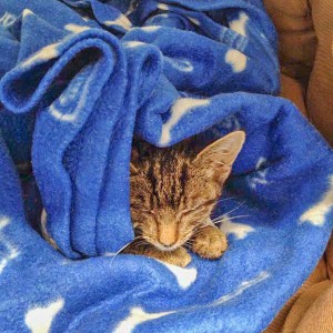 Kätzin Tigerlilly nach der Erstversorgung / © 2015 Arche KaNaum (DN)