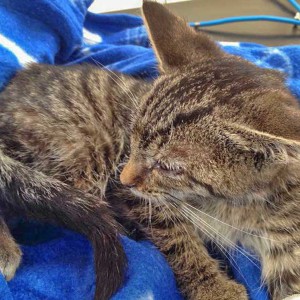 Kätzin Tigerlilly - so kam sie zu uns / © 2015 Arche KaNaum (DN)