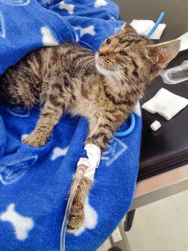 Kätzin Tigerlilly, mehr tot als lebendig bei der Erstversorgung / © 2015 Arche KaNaum (DN)