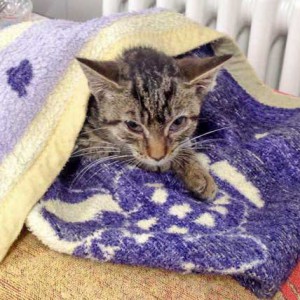 Kätzin Tigerlilly am 4. Tag bei uns / © 2015 Arche KaNaum (DN)