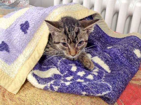 Kätzin Tigerlilly am 4. Tag bei uns / © 2015 Arche KaNaum (DN)