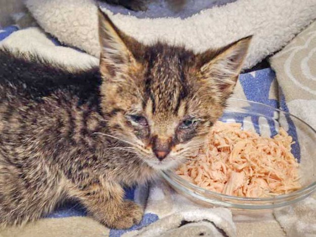 Kätzin Flora am 1. Tag bei uns / © 2015 Arche KaNaum (DN)