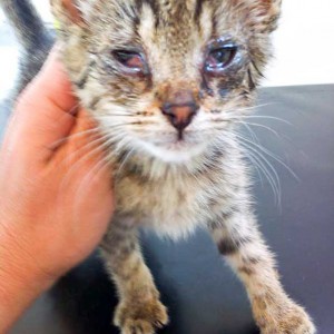 Kätzin Flora am 1. Tag bei uns / © 2015 Arche KaNaum (DN) Kätzin Flora am 1. Tag bei uns / © 2015 Arche KaNaum (DN)