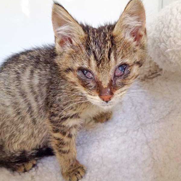 Kätzin Sofie am 1. Tag bei uns  / © 2015 Arche KaNaum (DN) Kätzin Sofie am 1. Tag bei uns / © 2015 Arche KaNaum (DN)