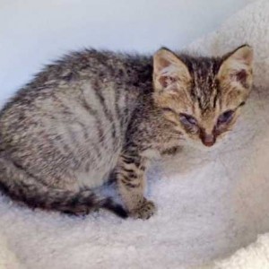 Kätzin Sofie am 1. Tag bei uns / © 2015 Arche KaNaum (DN) Kätzin Sofie am 1. Tag bei uns / © 2015 Arche KaNaum (DN)