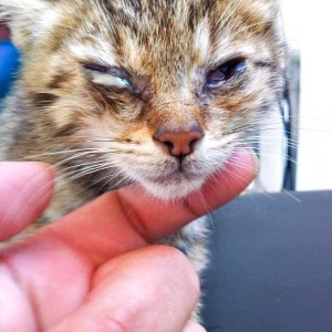 Kätzin Sofie am 1. Tag bei uns / © 2015 Arche KaNaum (DN) Kätzin Sofie am 1. Tag bei uns / © 2015 Arche KaNaum (DN)